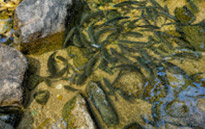 Khlong Phlu Waterfall