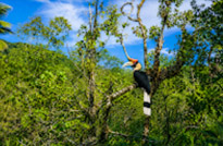 Salak Phet Mangrove