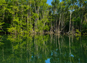 Salak Khok Mangrove Gondola