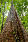 Khlong Phlu Waterfall