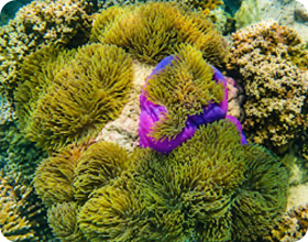 Koh Rang Snorkeling by Private Boat