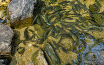 Khong Plue Waterfall