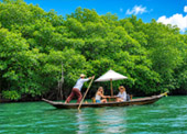Salak Khok Mangrove