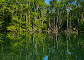 Salak Khok Mangrove