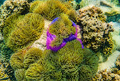Yak Lek, Yak Yai Islands