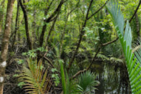 Salak Phet Mangrove