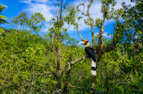 Salak Phet Mangrove