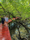 Salak Phet Mangrove