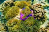 Yak Lek and Yak Yai Islands