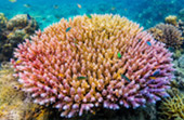 Loa Yah Island