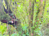 Doi Inthanon Simple, Easy and Daily Tour