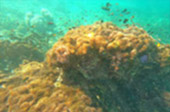 Fertile Coral: 3 days 2 nights