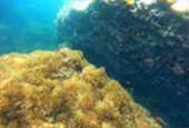 Chumphon: Snorkeling Lovers. 2 Days 1 Night