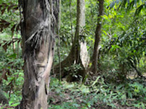 Ao Luek: Laem Sak Tour