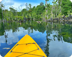 Klong Root Safari: A Journey into Nature Hidden Depths