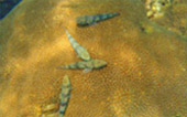 Lipe Island Long Holiday 5 Days 4 Nights