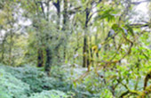 Discover the Beauty of Doi Inthanon National Park