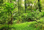 Khao Lampi National Park