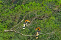 Koh Payam 3 Days 2 Nights