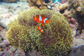 Koh Payam 3 Days 2 Nights