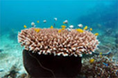 Koh Payam 3 Days 2 Nights