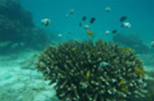 Koh Payam 3 Days 2 Nights