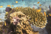 Koh Payam 3 Days 2 Nights