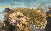 Islands of Ranong 3 Days 2 Nights