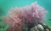 Islands of Ranong 3 Days 2 Nights