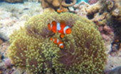 Islands of Ranong 3 Days 2 Nights