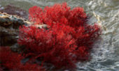 Ko Payam Island: 3 Days 2 Nights Relax on the island
