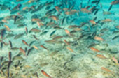 Surin Island Day Trip From Ranong
