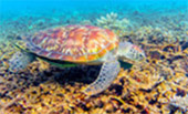 The Ultimate Package: Exploring Koh Tao and Koh Phangan