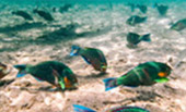 The Ultimate Package: Exploring Koh Tao and Koh Phangan