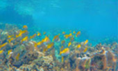 The Ultimate Package: Exploring Koh Tao and Koh Phangan