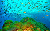 The Ultimate Package: Exploring Koh Tao and Koh Phangan