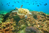 The Ultimate Package: Exploring Koh Tao and Koh Phangan