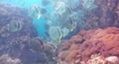 Extra Day on Koh Tao – Full-Day Private Snorkeling Tour