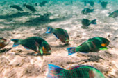 Koh Tao and Nang Yuan Inclusive 3 Days 2 Nights