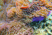 Koh Tao and Nang Yuan Inclusive 3 Days 2 Nights