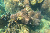 Koh Tao and Nang Yuan Inclusive 3 Days 2 Nights