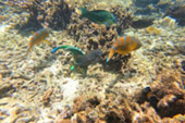 Koh Tao and Nang Yuan Inclusive 3 Days 2 Nights