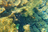 Koh Tao and Nang Yuan Inclusive 3 Days 2 Nights