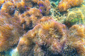 Koh Tao and Nang Yuan Inclusive 3 Days 2 Nights