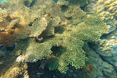 Koh Tao and Nang Yuan Inclusive 3 Days 2 Nights