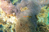 Koh Tao and Nang Yuan Inclusive 3 Days 2 Nights