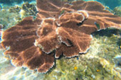 Koh Tao and Nang Yuan Inclusive 3 Days 2 Nights
