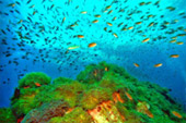 Koh Tao and Nang Yuan Inclusive 3 Days 2 Nights