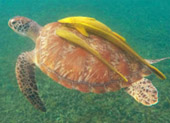 Koh Tao and Nang Yuan Inclusive 3 Days 2 Nights