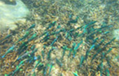 Koh Tao and Nang Yuan Inclusive 3 Days 2 Nights